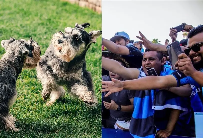 Quer&eacute;taro dejar&aacute; que los fans asistan a los partidos con sus mascotas 