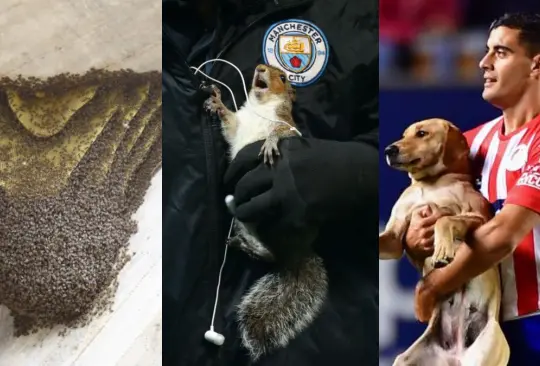 Partidos de futbol que han sido interrumpidos por animales 