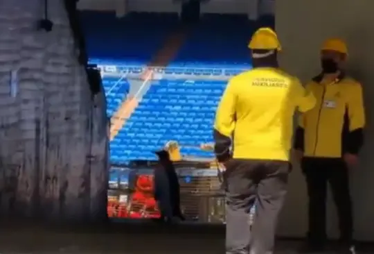 ¿Pingüinos en el Santiago Bernabéu? Imágenes se viralizan en redes