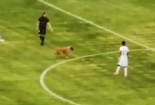 Perro se roba el show del partido amistoso entre Pumas y Morelia; Meritao y Corozo anotaron