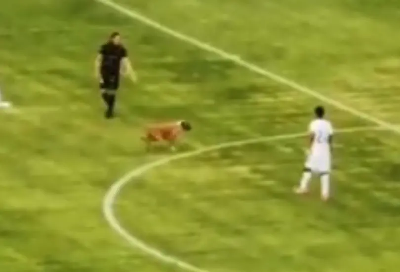 Perro se roba el show del partido amistoso entre Pumas y Morelia; Meritao y Corozo anotaron Perro se roba el show del partido amistoso entre Pumas y Morelia; Meritao y Corozo anotaron