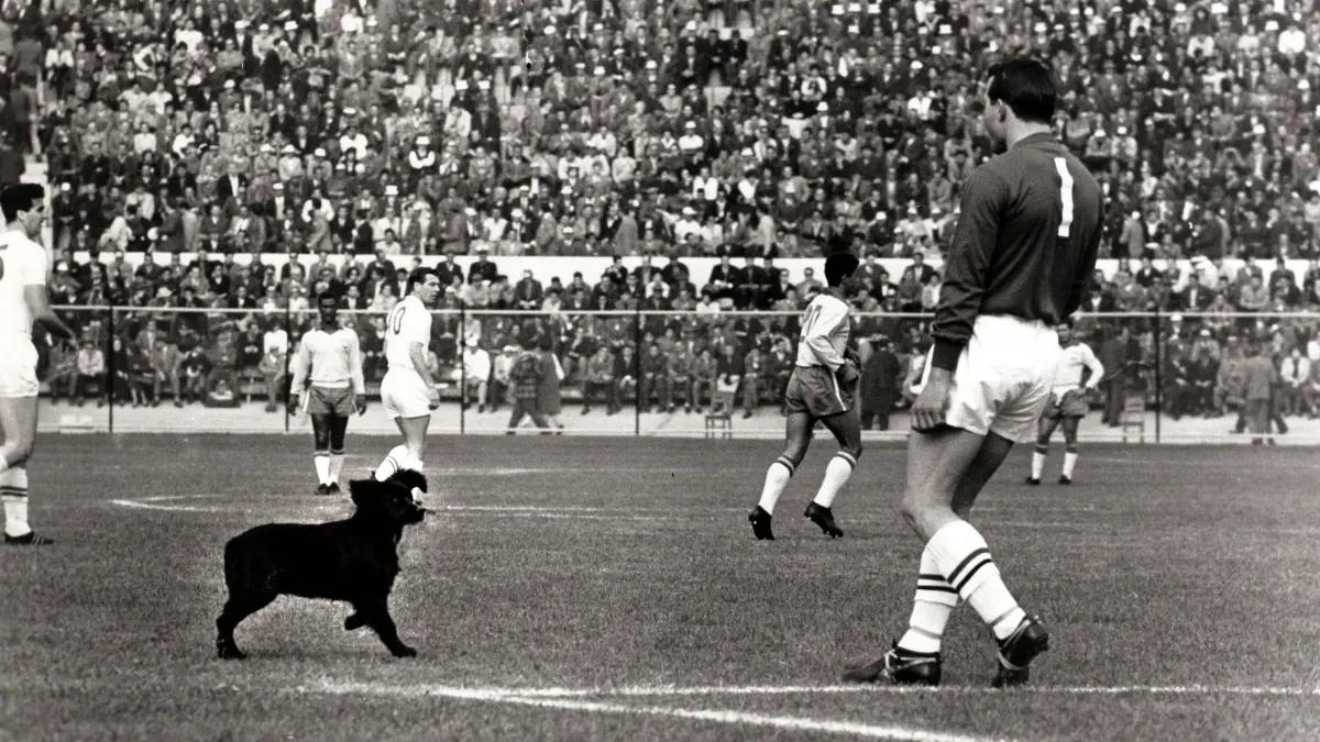 CHILE 1962 - CHILE. Lo anfitriones fueron segundos del Grupo 2 con 4 puntos, por lo que avanzaron a Cuartos de Final para eliminar a la URSS; ya para Semifinales cayeron 4-2 ante Brasil aunque se hicieron con el tercer lugar al ganarle 1-0 a Yugoslavia.