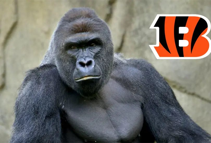 &iquest;Qui&eacute;n era Harambe, el gorila que inspir&oacute; a los Bengals a llegar al Super Bowl LVI?