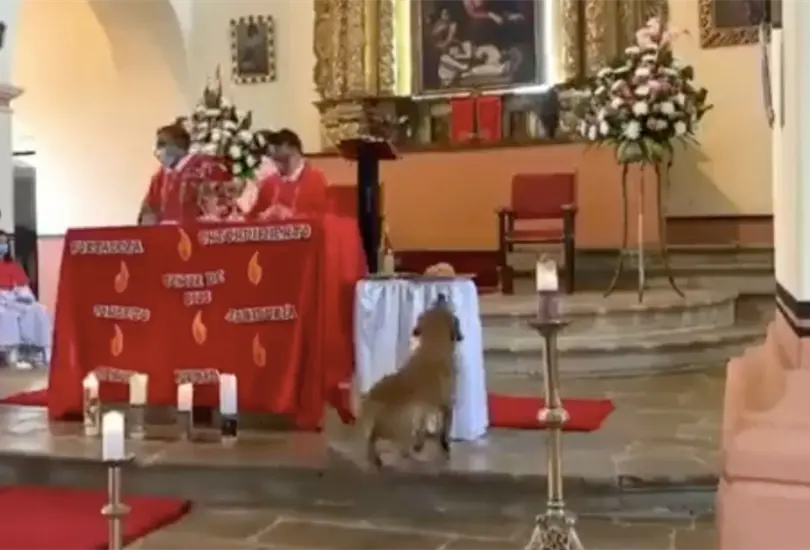 Momentos antes del atraco canino. Momentos antes del atraco canino.
