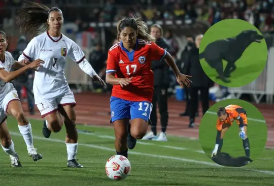 El amistoso entre Chile femenil y Venezuela femenil fue interrumpido por un perro El amistoso entre Chile femenil y Venezuela femenil fue interrumpido por un perro