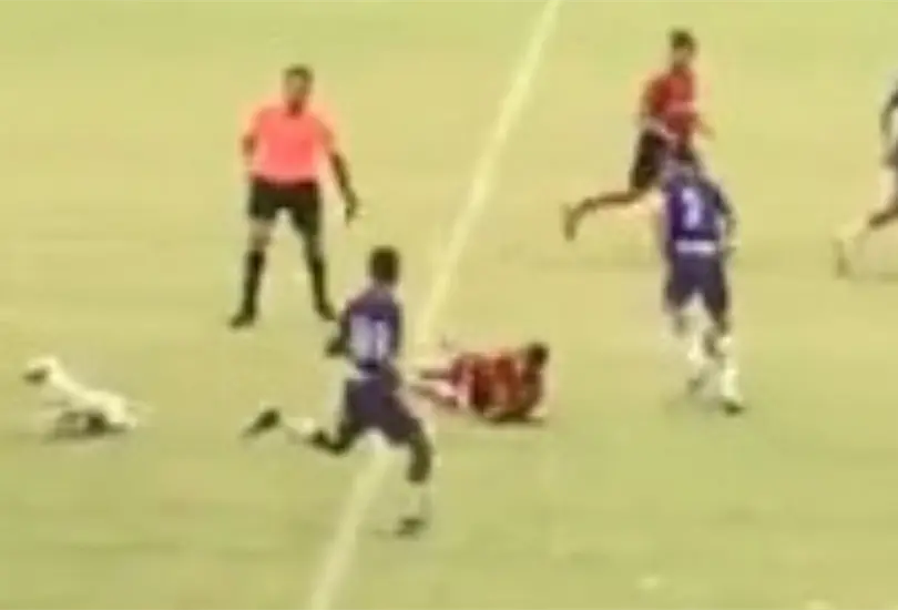 El perrito se meti&oacute; a la cancha de manera espont&aacute;nea y tiro a uno de los futbolistas del partido. 