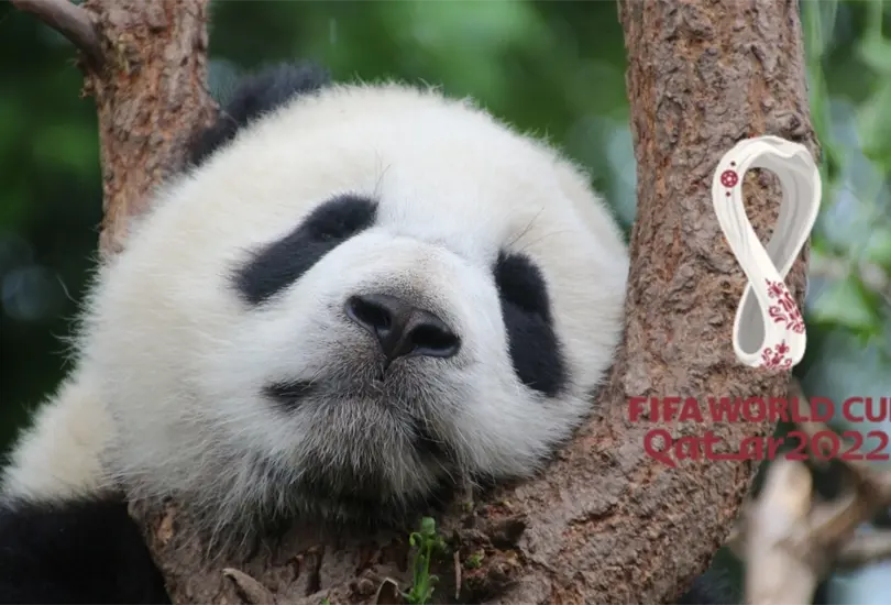 El gobierno de China regal&oacute; pandas gigantes a Qatar con motivo del Mundial de 2022.