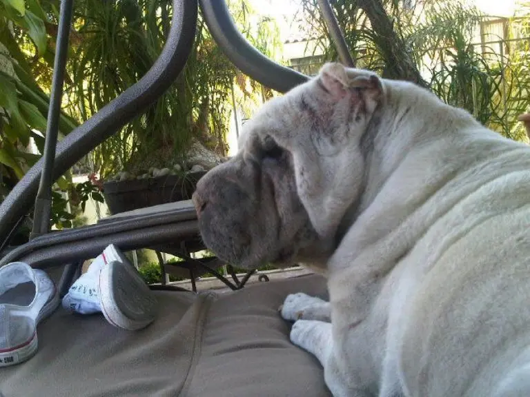 Frida fue la perrita de Checo Pérez y falleció en el 2012. Galería Referee
