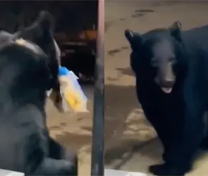 Oso negro se hace viral por robar bolsa de pan para hot dogs (VIDEO)