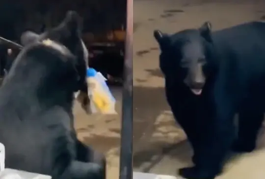 Un oso negro se hizo viral por robarse pan para hot dog.