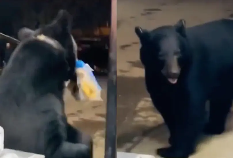 Un oso negro se hizo viral por robarse pan para hot dog.
