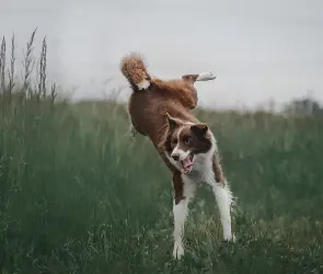 Correr, Saltar, Jugar: las 6 mejores razas de perros para personas activas