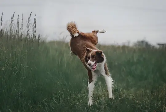 Razas de perros ideales para personas activas.