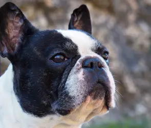 Peludos compañeros: descubre las razas de perros perfectas para solteros