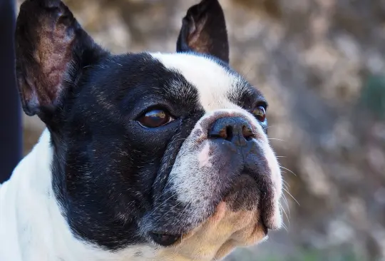 Los perros ideales para los solteros.