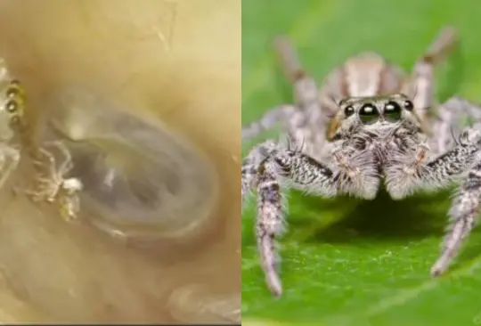 Una mujer descubrió que tenía una araña viva anidando en su oído y esto fue lo que sucedió Una mujer descubrió que tenía una araña viva anidando en su oído y esto fue lo que sucedió
