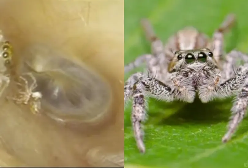 Una mujer descubrió que tenía una araña viva anidando en su oído y esto fue lo que sucedió Una mujer descubrió que tenía una araña viva anidando en su oído y esto fue lo que sucedió