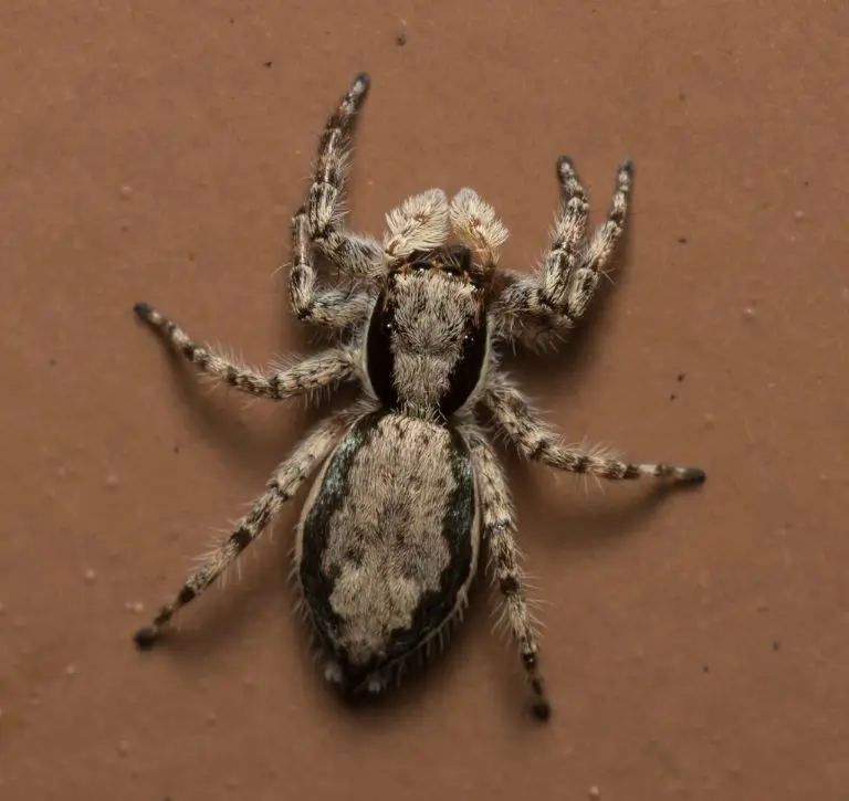 La araña saltarina no es considerada peligrosa. Galería Referee