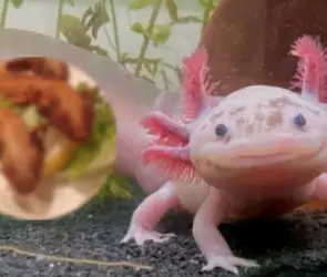 Ajolotes fritos: ¿Dónde comer y cuánto cuesta este platillo exótico?