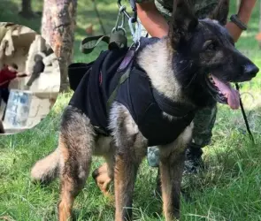 "No fue por derrumbe", revelan qué le pasó a Proteo, el perro rescatista que murió en Turquía