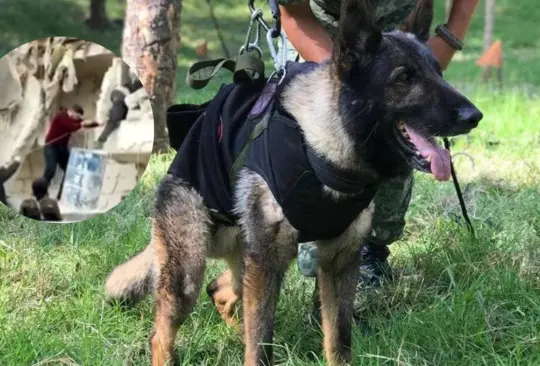 El perro perdió la vida en Turquía, luego de que fue enviado para ayudar a las personas que estaban atrapadas en los escombros.