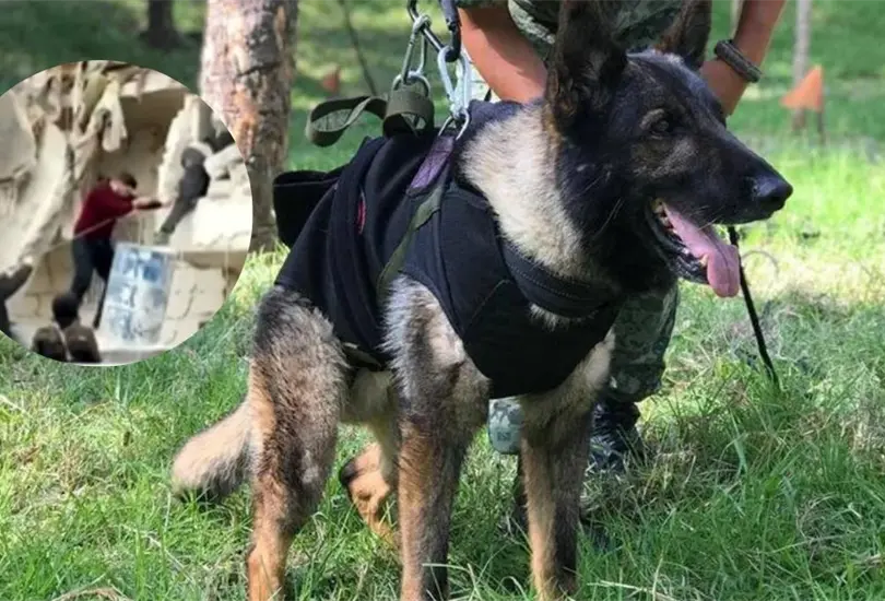 El perro perdi&oacute; la vida en Turqu&iacute;a, luego de que fue enviado para ayudar a las personas que estaban atrapadas en los escombros.