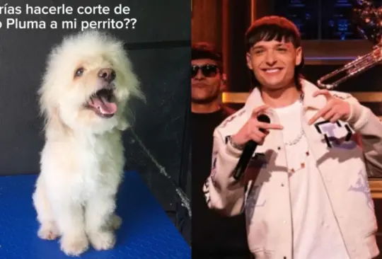 Un perro recibió el corte de cabello de Peso Pluma y la estética lo presumió en redes sociales