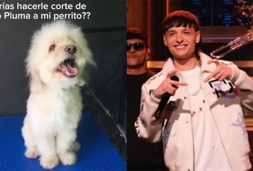 Un perro recibi&oacute; el corte de cabello de Peso Pluma y la est&eacute;tica lo presumi&oacute; en redes sociales
