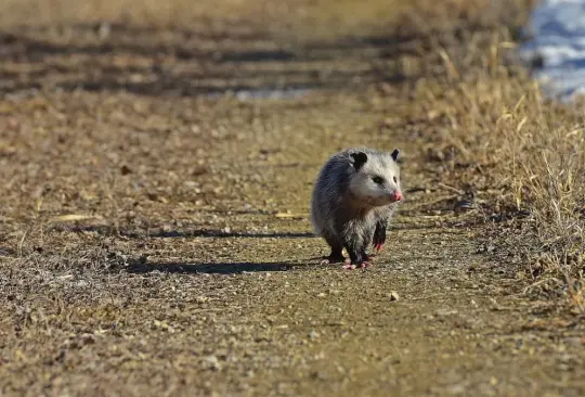 Un bebé tlacuache fue encontrado en el Bosque de Chapultepec, de la CDMX