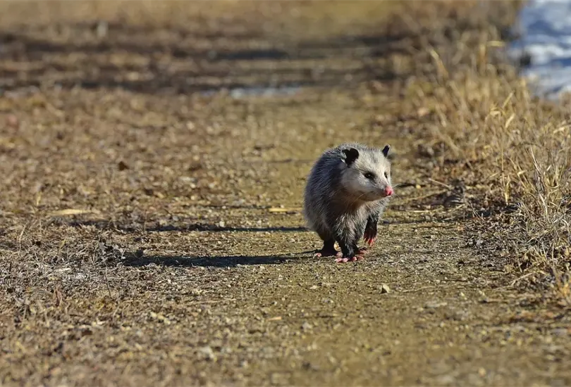 Un beb&eacute; tlacuache fue encontrado en el Bosque de Chapultepec, de la CDMX