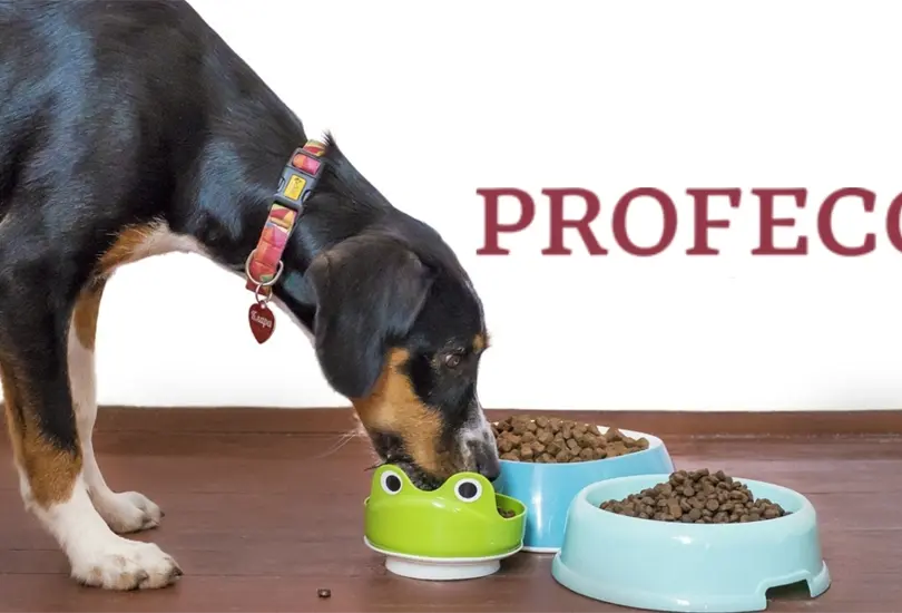 La PROFECO enlist&oacute; las peores marcas de croquetas en M&eacute;xico.