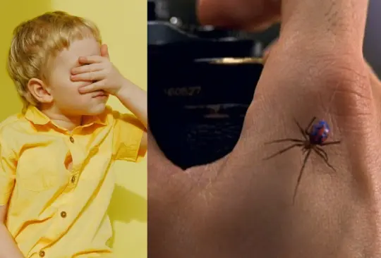 Un niño consiguió que una araña le picara. Un niño consiguió que una araña le picara.