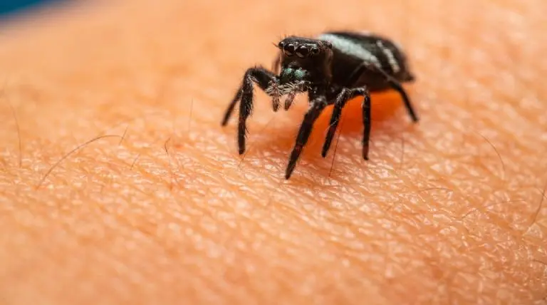 La picadura de una araña puede ser mortal en cuestión de horas. Pexels.com