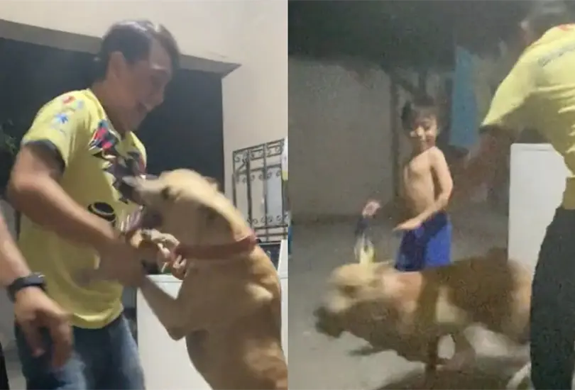 Perrito celebr&oacute; el falso triunfo del Am&eacute;rica.