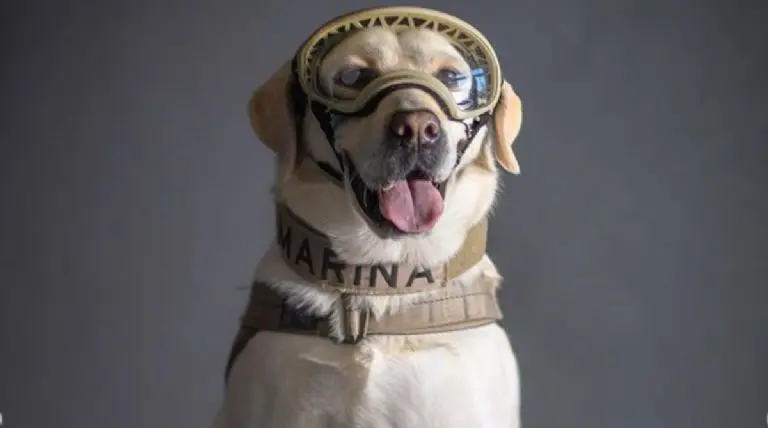Frida fue una de las perritas rescatistas bajo los escombros. Instagram @santiago_arau