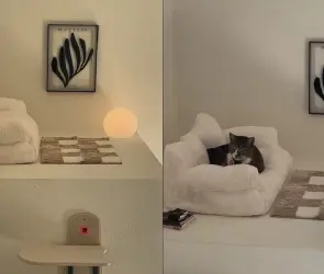 Usuaria le hace “penthouse” a su gato y se vuelve viral en TikTok (VIDEO)