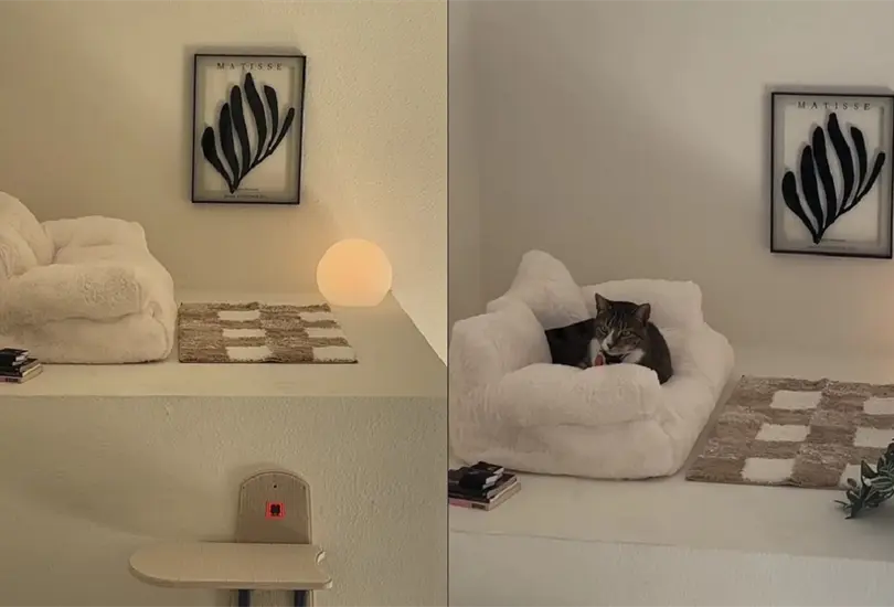 El gatito pareci&oacute; adaptarse muy bien a su nuevo espacio exclusivo.