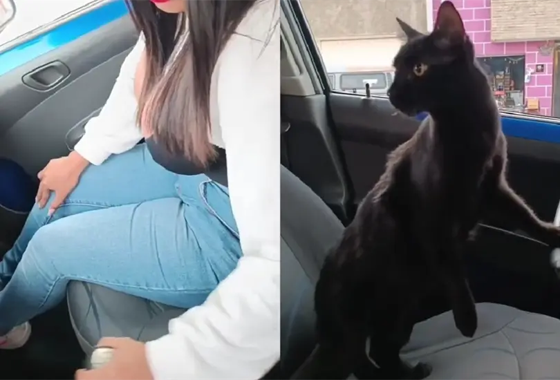 Este michi est&aacute; aprendiendo las habilidades en el volante.