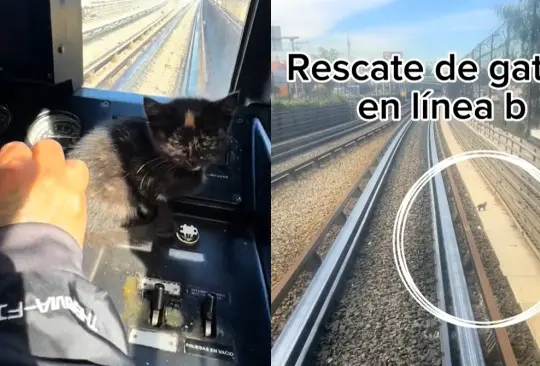 Un chófer de metro rescató a un gatito.