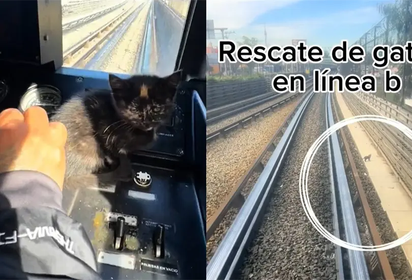 Un ch&oacute;fer de metro rescat&oacute; a un gatito.