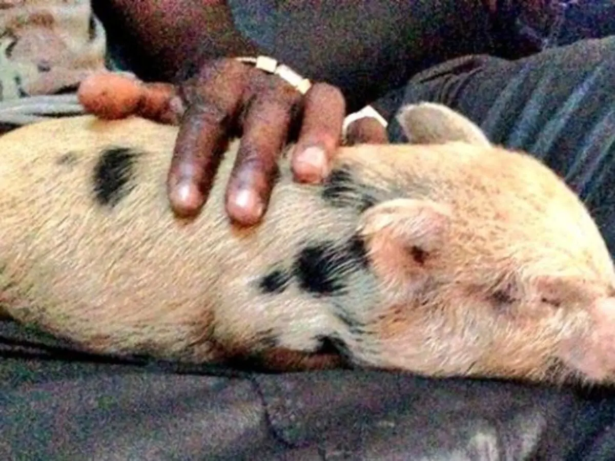 El delantero italiano publicó la fotografía en su cuenta de Twitter. El animal se llama 'Súper'