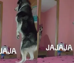 Perro Husky parándose como humano aterroriza a TikTok (VIDEO)