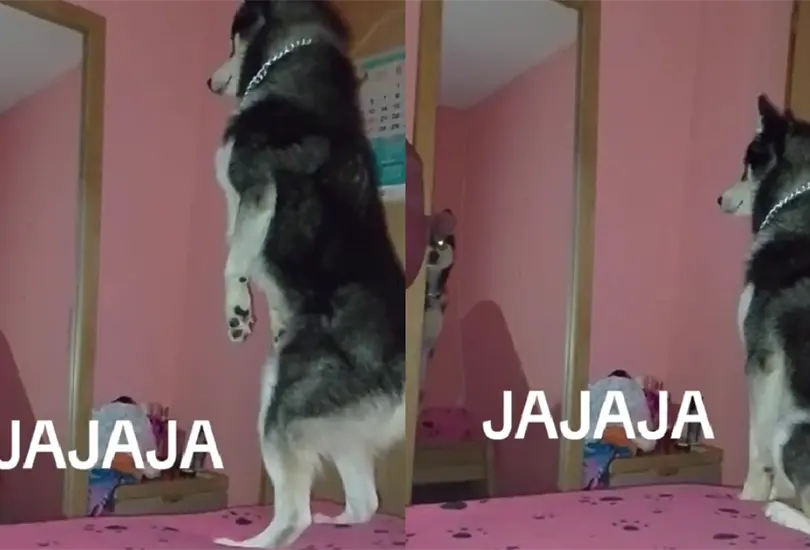 El perro fue captado en c&aacute;mara durante una inusual acci&oacute;n.