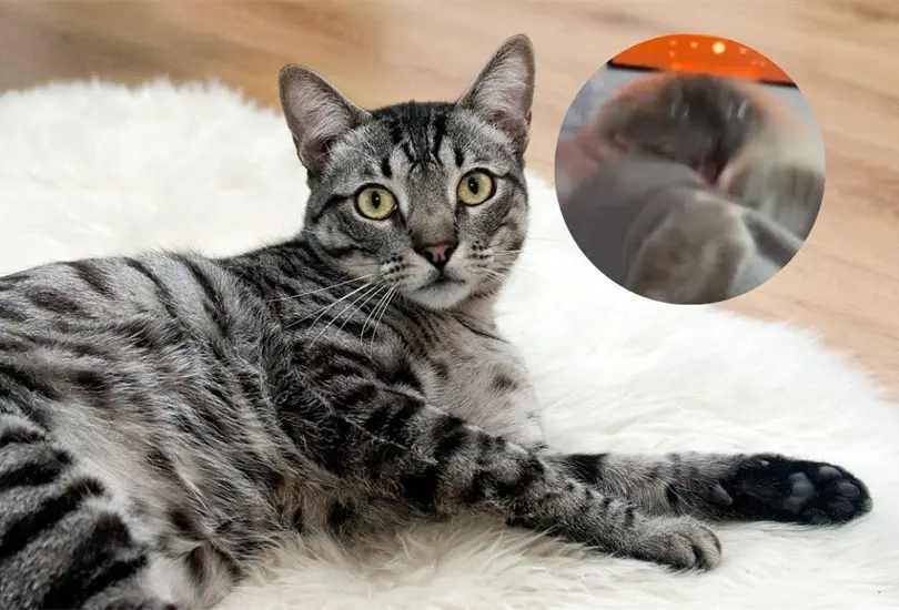 Un gato atacó a su dueño por una peculiaridad y se volvió viral en redes sociales Un gato atacó a su dueño por una peculiaridad y se volvió viral en redes sociales