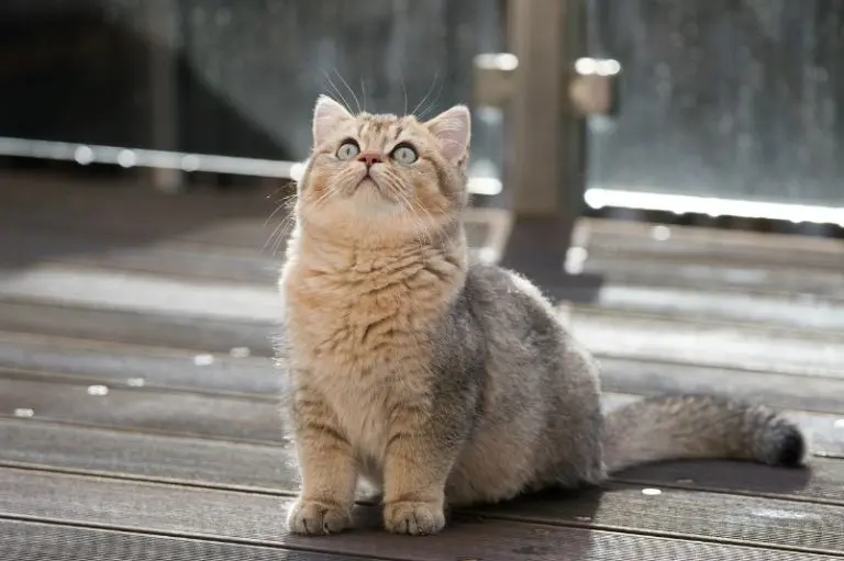 Un gato 'atacó' a su dueño por una peculiaridad y se volvió viral en redes sociales - Pixabay.com