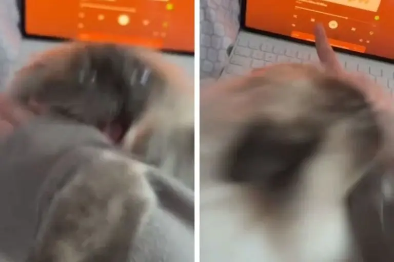 Un gato 'atacó' a su dueño por una peculiaridad y se volvió viral en redes sociales - Captura de pantalla