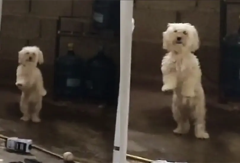 El perro fue captado en medio de su baile con dos patas