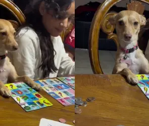 Perro juega lotería junto a su familia y se viraliza en TikTok (VIDEO)