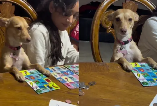 Un chihuahua fue captado jugando a la lotería, aunque no le fue muy bien.