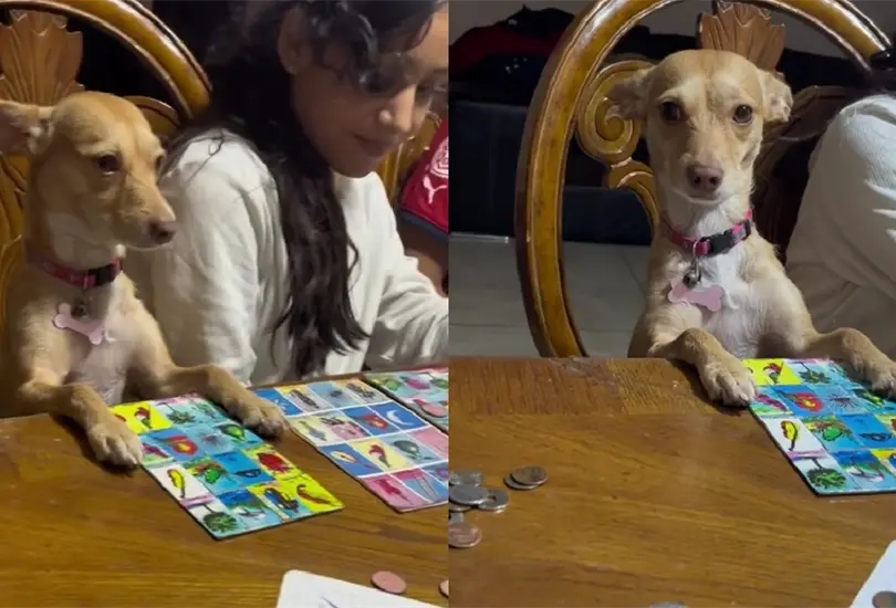 Un chihuahua fue captado jugando a la loter&iacute;a, aunque no le fue muy bien.